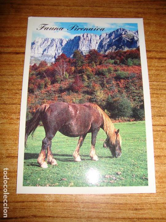 Postcards: (ALB-TC-45) POSTAL TEMA ANIMALES SERIE FAUNA PIRENAICA CABALLO