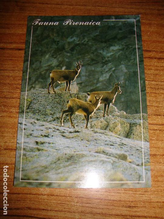 Postcards: (ALB-TC-45) POSTAL TEMA ANIMALES SERIE FAUNA PIRENAICA SARRIOS
