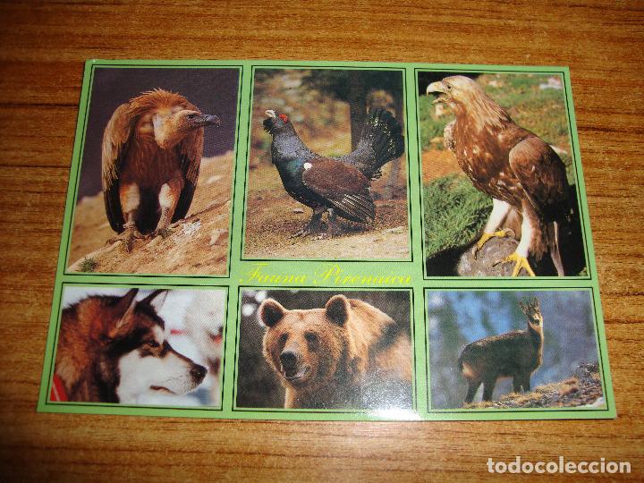 Postcards: (ALB-TC-45) POSTAL TEMA ANIMALES SERIE FAUNA PIRENAICA VARIOS