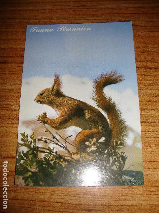 Postcards: (ALB-TC-45) POSTAL TEMA ANIMALES SERIE FAUNA PIRENAICA ESQUIROL