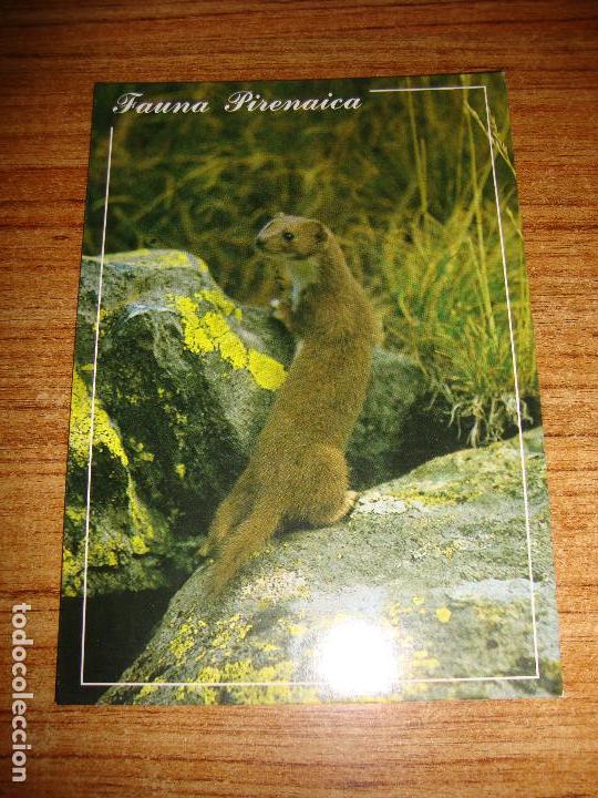 Postcards: (ALB-TC-45) POSTAL TEMA ANIMALES SERIE FAUNA PIRENAICA COMADREJA