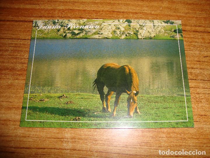 Postcards: (ALB-TC-45) POSTAL TEMA ANIMALES SERIE FAUNA PIRENAICA CABALLO
