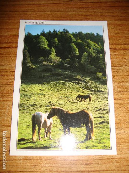 Postcards: (ALB-TC-45) POSTAL TEMA ANIMALES SERIE PIRINEOS CABALLOS PASTANDO