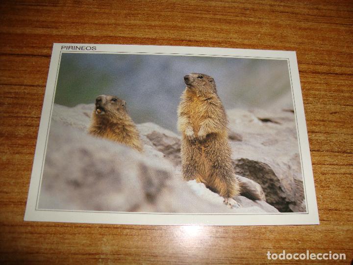 Postcards: (ALB-TC-45) POSTAL TEMA ANIMALES SERIE PIRINEOS MARMOTAS