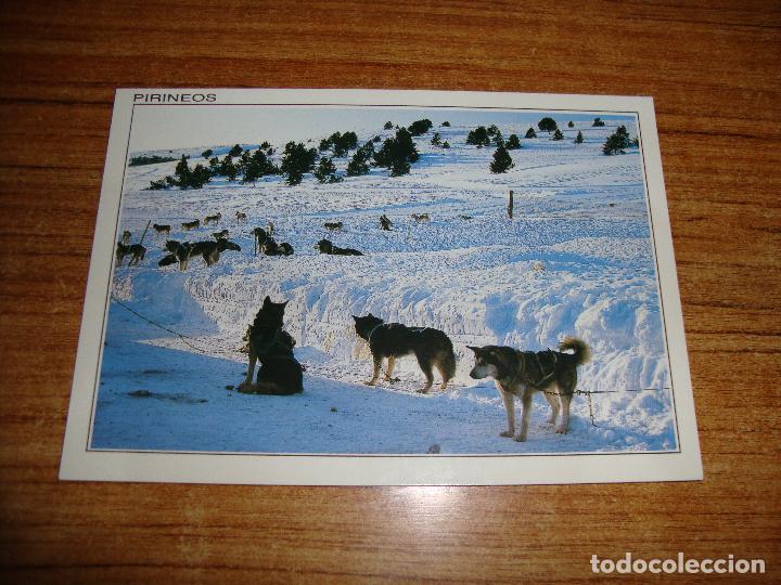 Postcards: (ALB-TC-45) POSTAL TEMA ANIMALES SERIE PIRINEOS HUSKYS DE SIBERIA