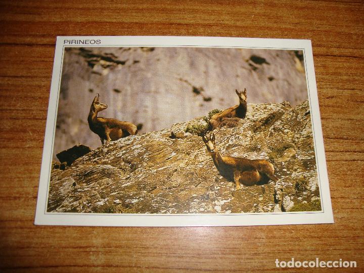 Postcards: (ALB-TC-45) POSTAL TEMA ANIMALES SERIE PIRINEOS SARRIO