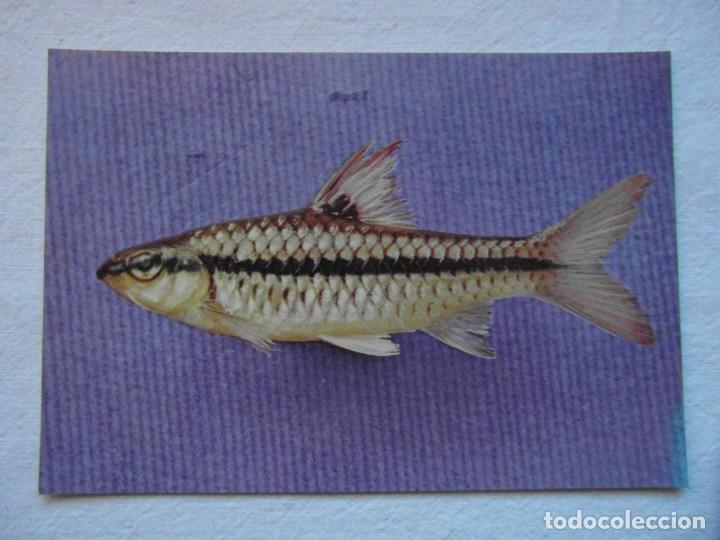 Postcards: coleccion peces del rio muni. guinea ecuatorial. figura n&ordm; 33 barbus martorelli
