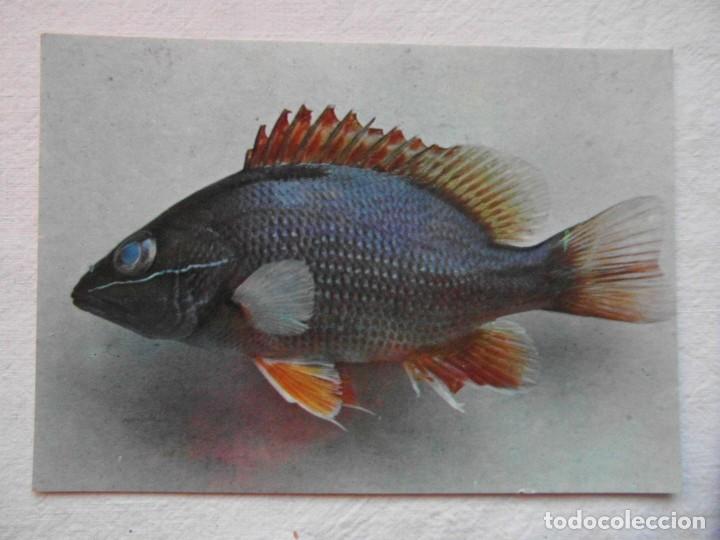 Postcards: coleccion peces del rio muni. guinea ecuatorial. figura n&ordm; 88 lutjanus goreensis