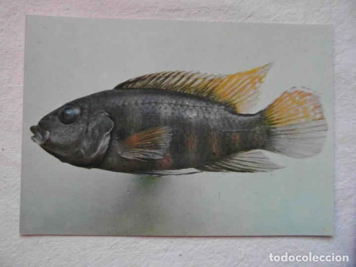 Postcards: coleccion peces del rio muni. guinea ecuatorial. figura n&ordm; 98 pelmatochromis batesili