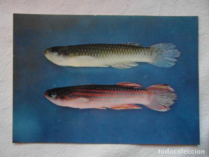 Postcards: coleccion peces del rio muni. guinea ecuatorial. n&ordm; 67 aphyosemion striatum ogoense