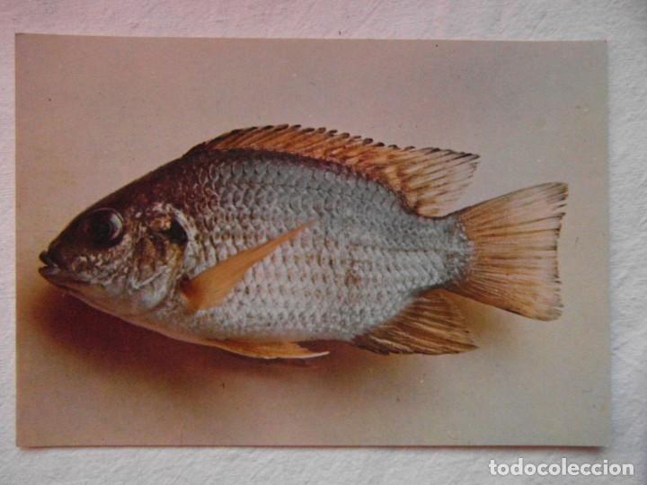 Postcards: coleccion peces del rio muni. guinea ecuatorial. n&ordm; 101 tilapia aequatorialis
