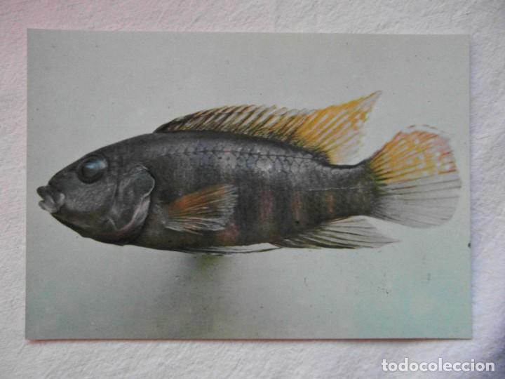 Postcards: coleccion peces del rio muni. guinea ecuatorial. n&ordm; 101 pelmatochromis batesil