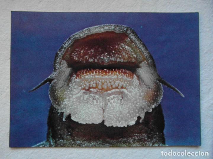Postcards: coleccion peces del rio muni. guinea ecuatorial. portada labios y boca de atopochilus savorgnani