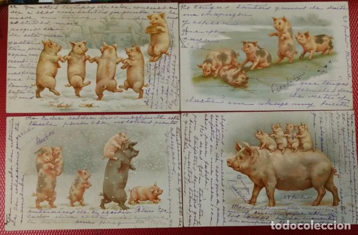 Postkarten: Lote de 4 postales de cerdos. Reverso sin dividir. Circuladas. Sello desprendido.