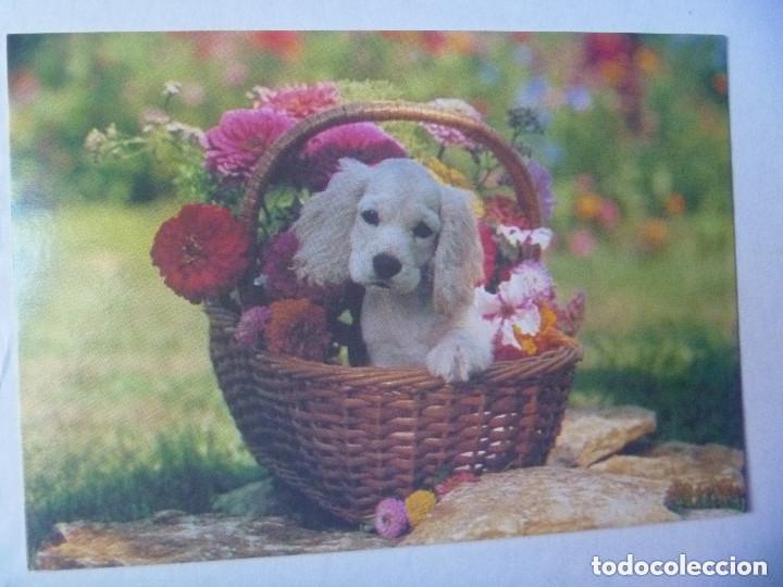Postales: POSTAL DE PERRO . DE HALLMARK, FINLANDIA. - Foto 1