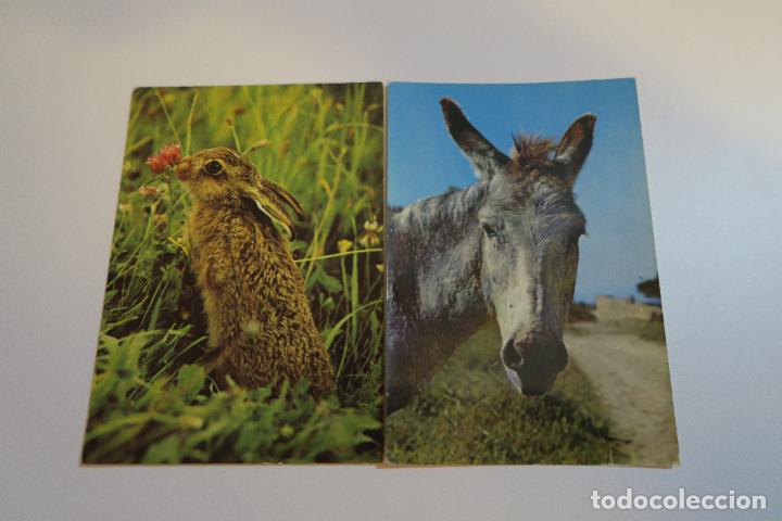 Postkarten: 2 POSTALES BURRO Y CONEJO A&Ntilde;OS 70 C Y Z