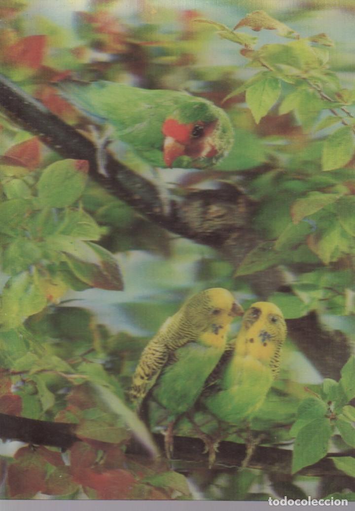 Postcards: postal en relive pajaros periquitos loro - avion