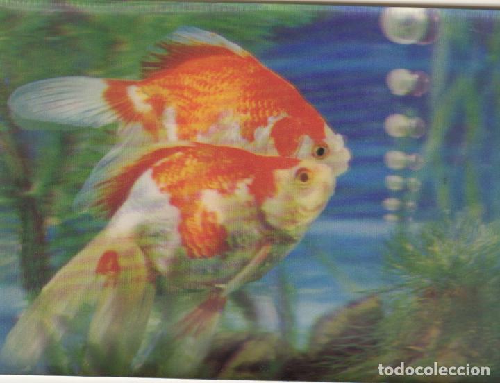 Postcards: postal en tres dimensiones peces de colores carpas