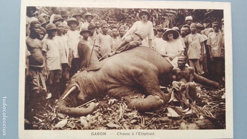 Postcards: POSTAL GABON AFRICA ELEFANTE RECIEN CAPTURADO CHASSE &Agrave; L&acute; ELEPHANT JUST CAPTURED PERFECTA CONSERVAC