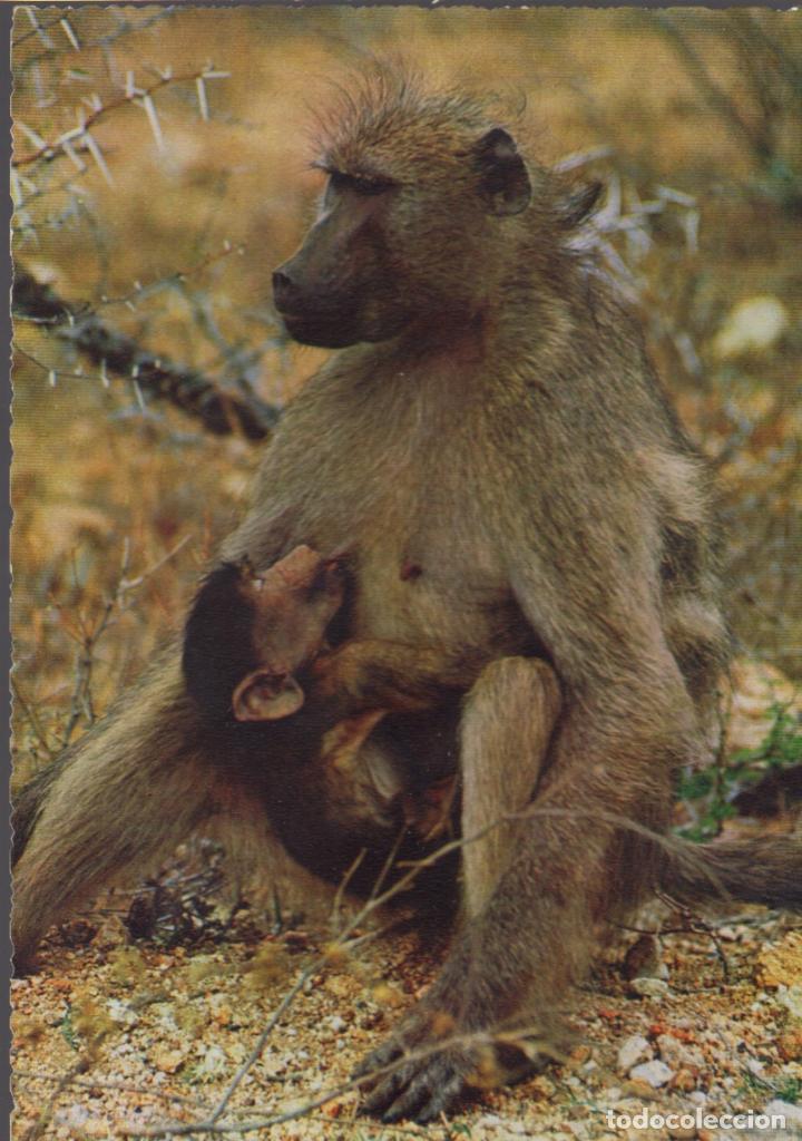 Postcards: postal babbuino scimmia africa - mono con cria