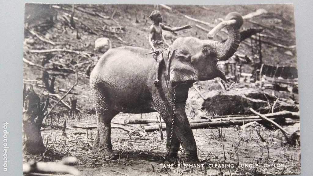 Postcards: POSTAL BRILLO ELEFANTE ASIATICO TAME ELEPHANT CLEARING JUNGLE CEYLAN CEYLON ASIA PERFECTA CONSERV