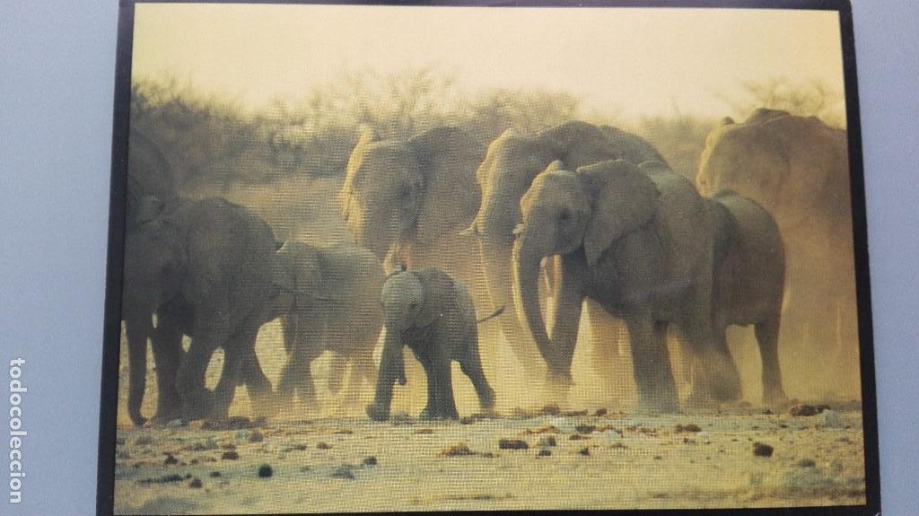Postcards: POSTAL FAMILIA DE ELEFANTES SELVA AFRICANA AFRICA AFRICAN ELEPHANTSRUNING PERFECTA CONSERVAC