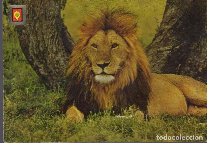 postal nº 3 animales salvajes - leon - Compra venta en todocoleccion
