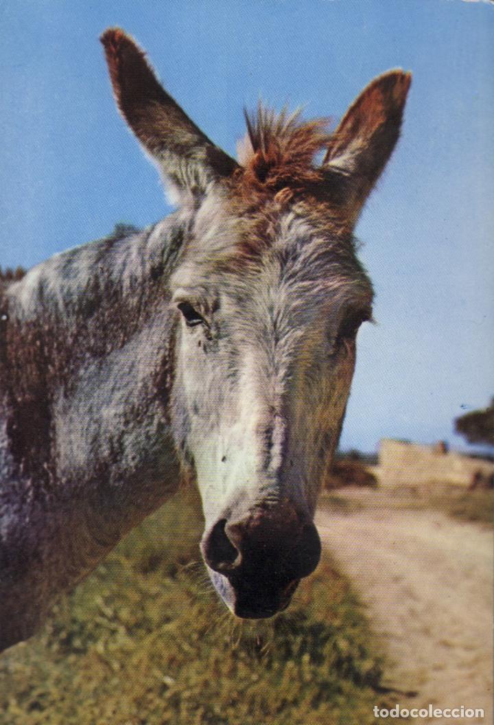 Postcards: postal serie II n&ordm; 3428 burro - mula- asno