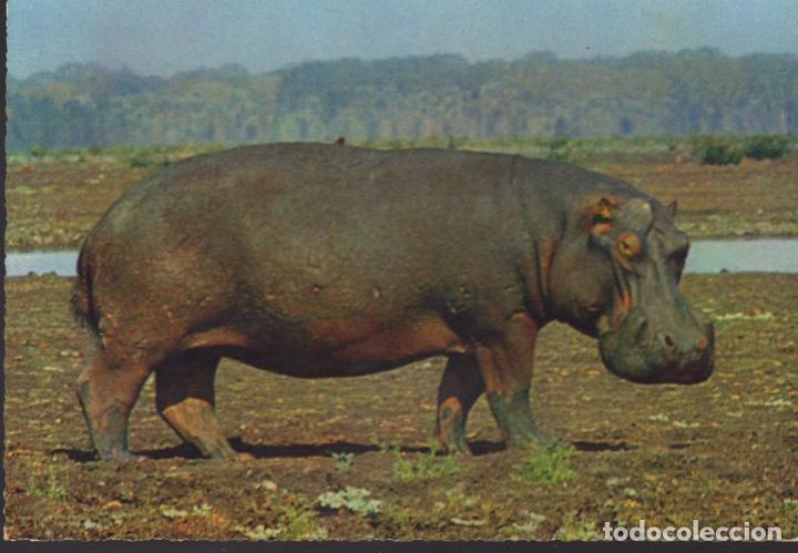 Postcards: postal ippopotamo africa