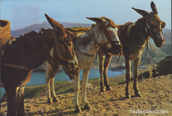 Postcards: postal n&ordm; 1441 borricos tipicos postal tipica de espa&ntilde;a
