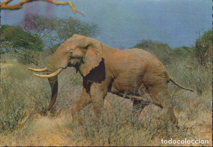 Postcards: postal n&ordm; 396 elefante africano