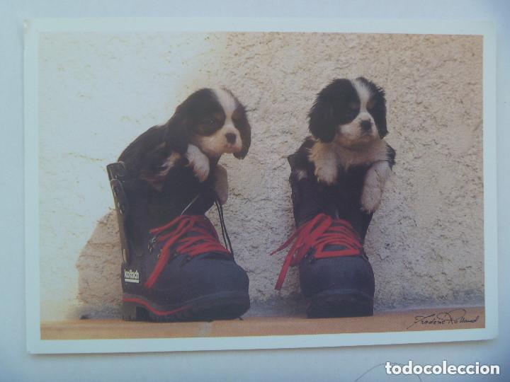 Postcards: POSTAL DE PERROS , CACHORROS . FRANCIA ... 12 x 17 cm