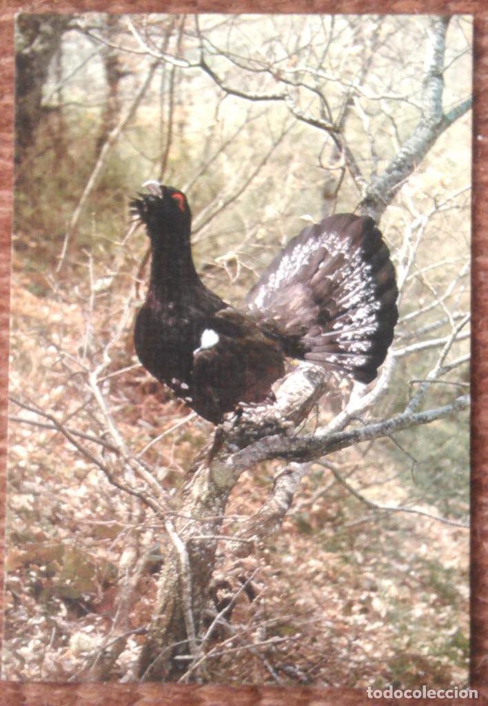 Postcards: URUGALLO - FAUNA IBERICA