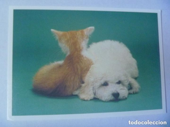 Postais: POSTAL DE PERRO CON GATO . DE HALLMARK, FINLANDIA.