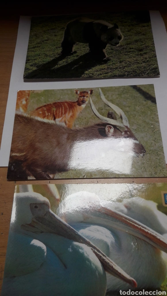 Postales: Zoo Madrid pelicano.sitatunga..panda - Foto 1