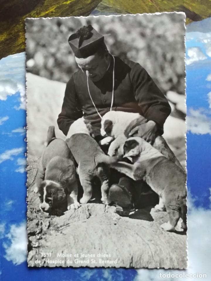 Postcards: PERRO SAN BERNARDO. DOG CHIEN ST. BERNARD