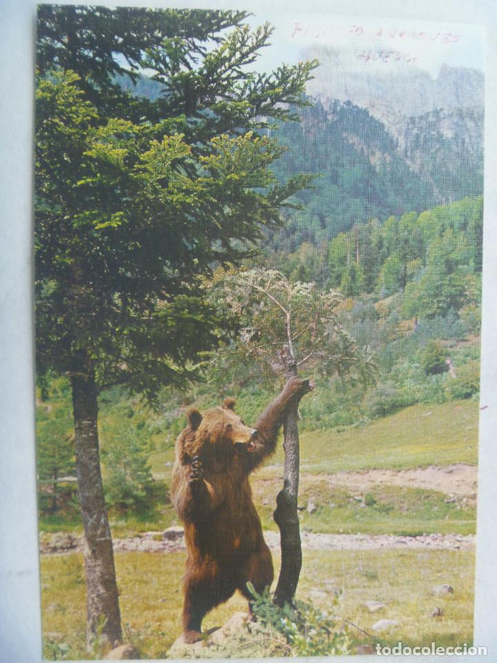 Postcards: POSTAL DE HECHO ( PIRINEO ARAGONES ): OSO