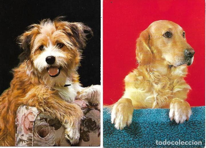 Postcards: PAREJA DE POSTALES ANTIGUAS DE PERROS NUEVAS