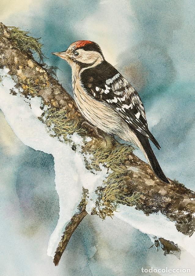 Postcards: B0556# Aland 2019. Postal P&aacute;jaro Carpintero (N) - COLNET AX85