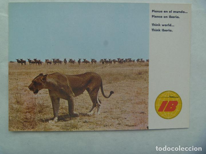Postales: POSTAL DE IBERIA - AFRICA , PARAISO DE SAFARIS FOTOGRAFIACOS , 1970 : LEONA