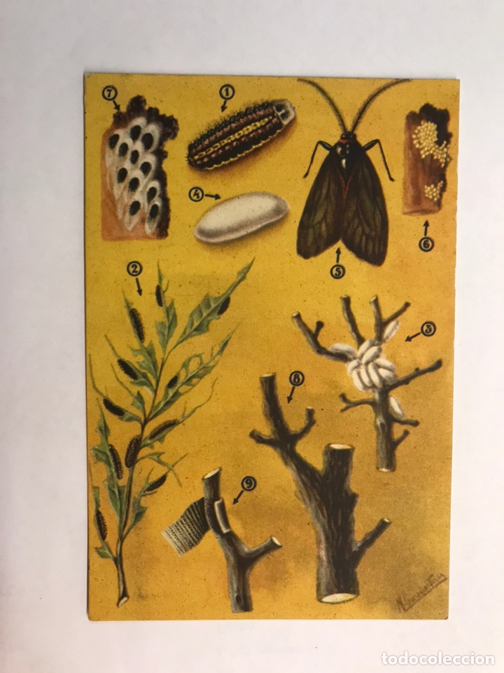 Postcards: AGRICULTURA. Postal Secci&oacute;n Fitopatolog&iacute;a y plagas del Campo. ORUGUETA DEL ALMENDRO (h.1940?)