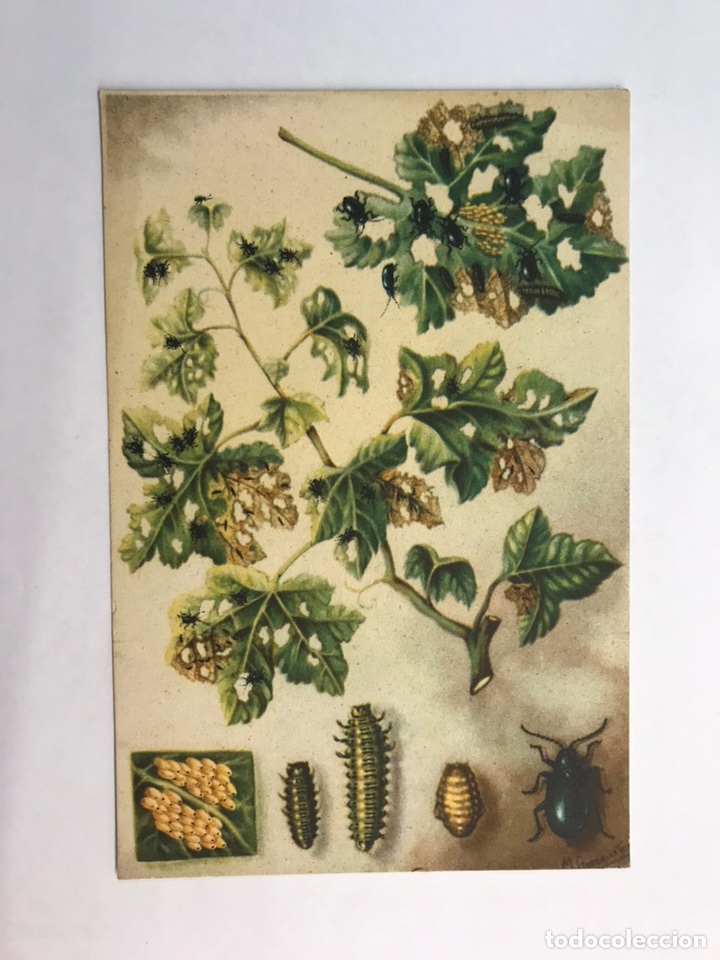 Postcards: AGRICULTURA. Postal Secci&oacute;n Fitopatolog&iacute;a y plagas del Campo. ALTICA DE LA VID (h.1940?)