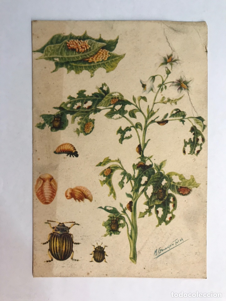 Postcards: AGRICULTURA. Postal Secci&oacute;n Fitopatolog&iacute;a y plagas del Campo. EL ESCARABAJO DE LA PATATA. (h.1940?)