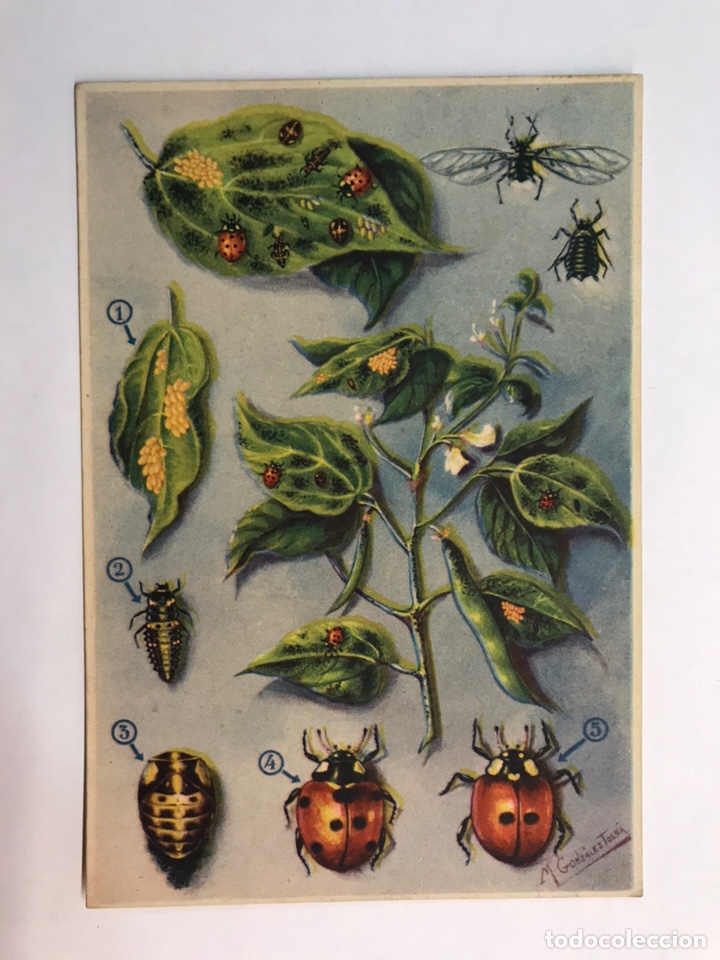Postcards: AGRICULTURA. Postal Secci&oacute;n Fitopatolog&iacute;a y plagas del Campo. ENEMIGOS DE LOS PULGONES