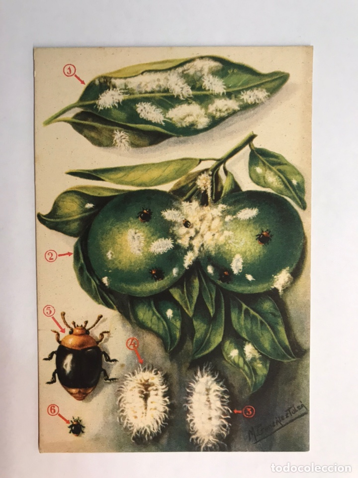 Postcards: AGRICULTURA. Postal Secci&oacute;n Fitopatolog&iacute;a y plagas del Campo. EL CRYPYOLAEMUS MONTROUZIERI