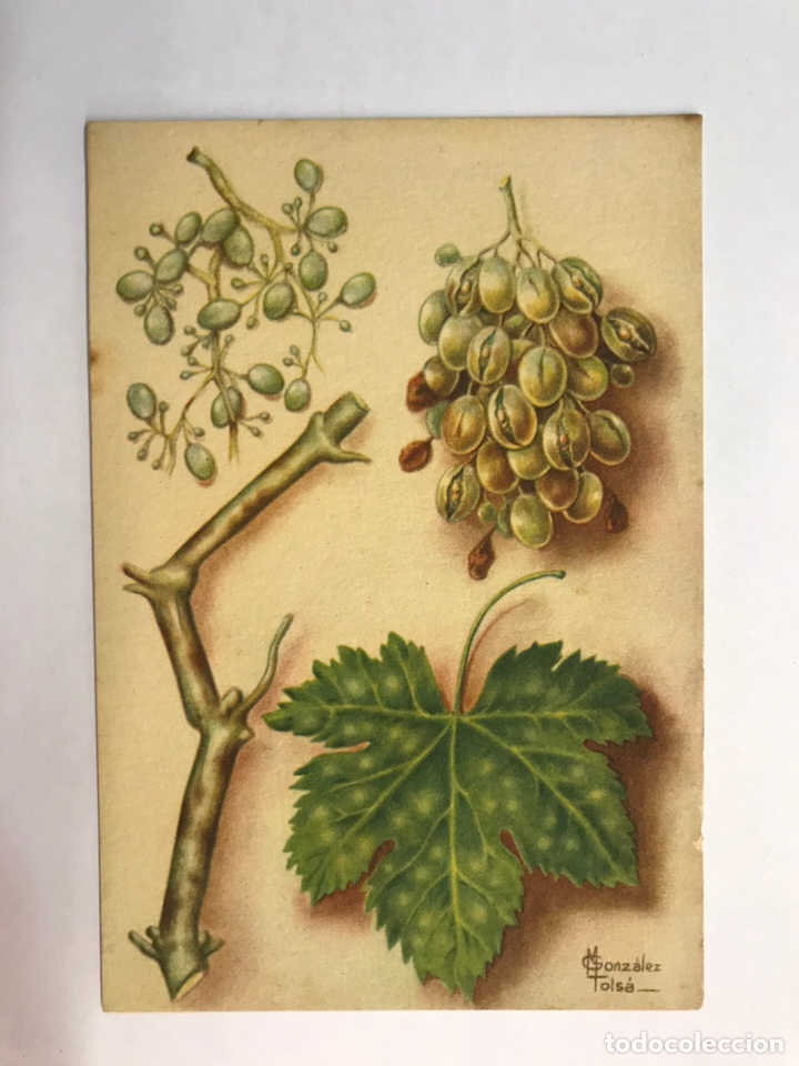 Postcards: AGRICULTURA. Postal Secci&oacute;n Fitopatolog&iacute;a y plagas del Campo. OIDIO, o SENDRETA DE LA VID