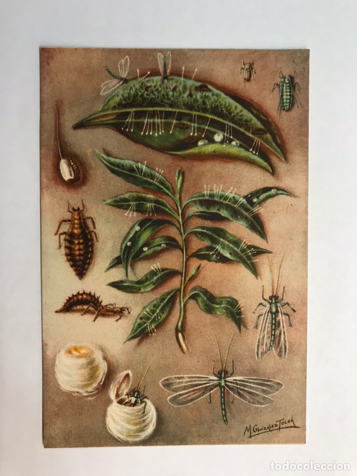 Postcards: AGRICULTURA. Postal Secci&oacute;n Fitopatolog&iacute;a y plagas del Campo. LA CRISOPA (h.1940?)