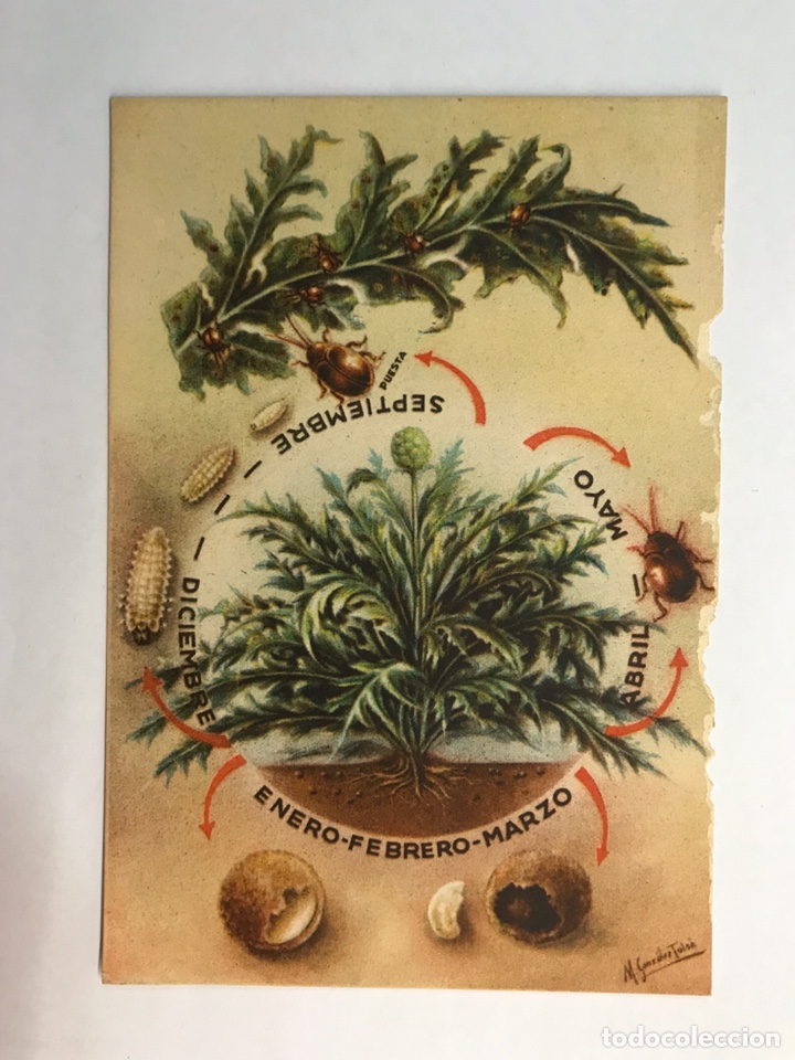 Postcards: AGRICULTURA. Postal Secci&oacute;n Fitopatolog&iacute;a y plagas del Campo.ALTICA DE LA ALCACHOFA . (h.1940?)