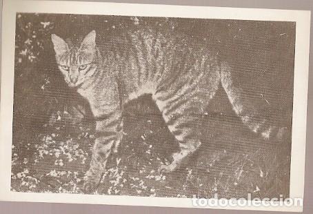 Postcards: Mozambique ** & Postal, Gato Selvagem, Felis Silvestris, Imagens de Africa, Edi&ccedil;&atilde;o Cambaco (5778)
