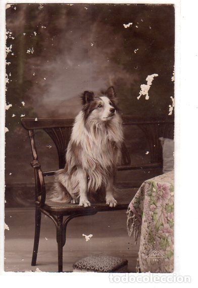Postais: TARJETA POSTAL DE ANIMALES. UN PERRO ENCIMA DE UNA SILLA.